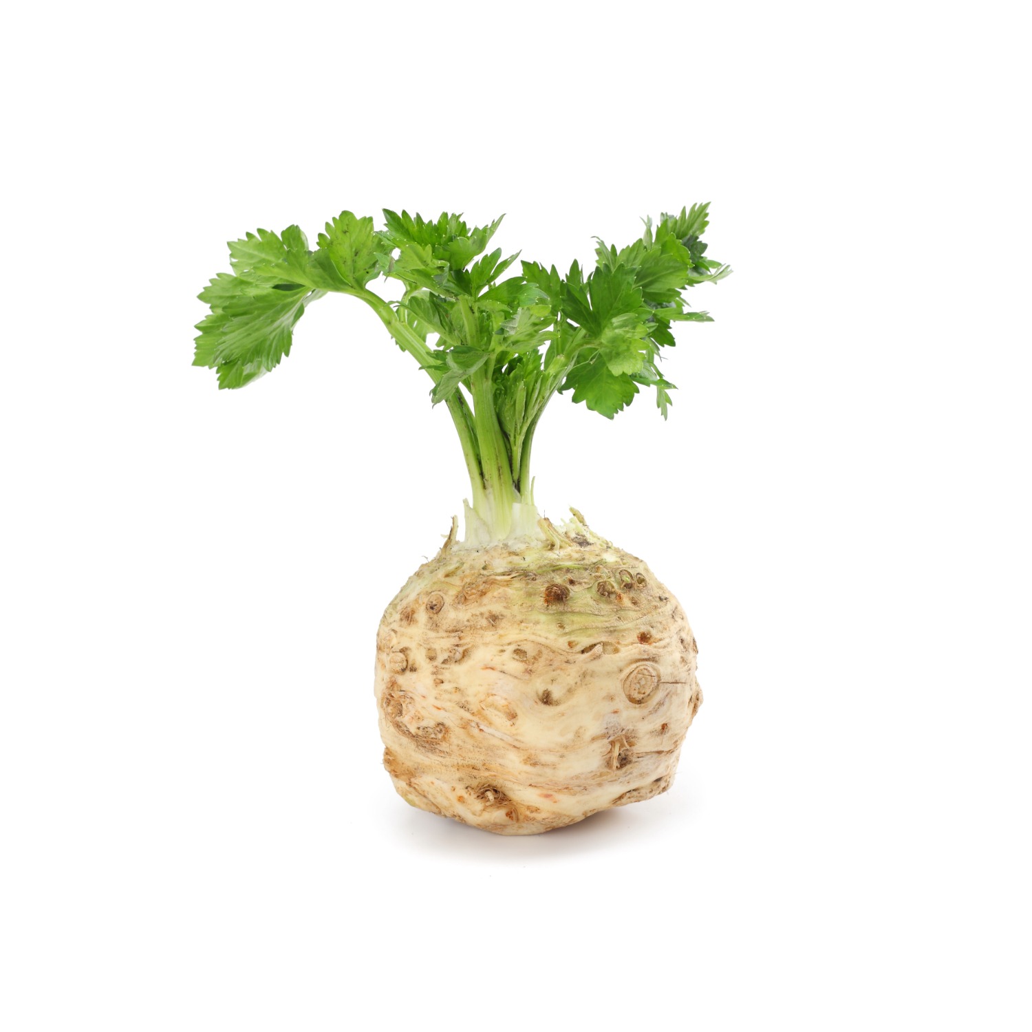 Knollensellerie, 1 x 1 kg